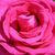 Rózsaszín - Teahibrid rózsa - Parole ®